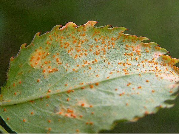 rez_ruzi_kupky_letnich_vytrusu_rod_1